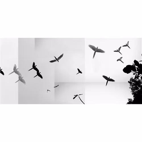 El vuelo de las Guacamayas