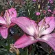 The Metaverse Florist