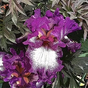 The Metaverse Florist