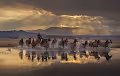 Light of Horses