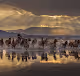 Light of Horses