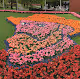 Royal Tulips
