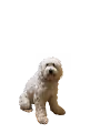 NFT Pets Official