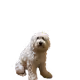 NFT Pets Official