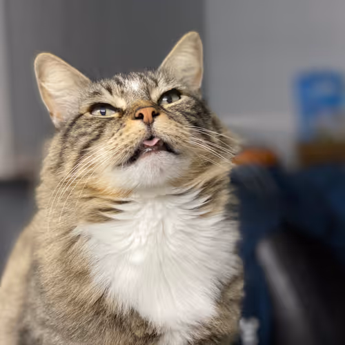 Shorty the Cat - Collection of 100