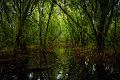 Kerala Scapes