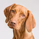Dogsfaces - old