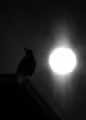 City Of Crows: Watchers In The Sky