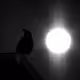 City Of Crows: Watchers In The Sky
