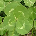 Four Leaf Clover :  from Penny Royal Mint