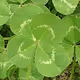 Four Leaf Clover :  from Penny Royal Mint