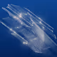 Quantum Murmurations