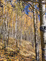 Fall walk through the aspens