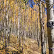 Fall walk through the aspens