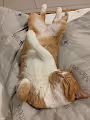 PRIO THE CAT