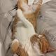 PRIO THE CAT