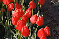 DutchTulips