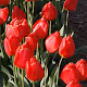 DutchTulips
