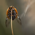 insectography
