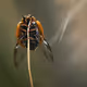 insectography