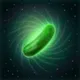 Thy Cuke