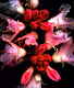 Midnight Flower Power