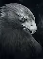 The Bird.