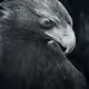 The Bird.