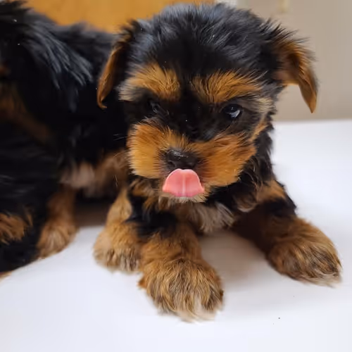 Yorkies On Display