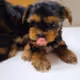 Yorkies On Display