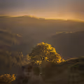 Arboreal Feel