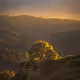 Arboreal Feel