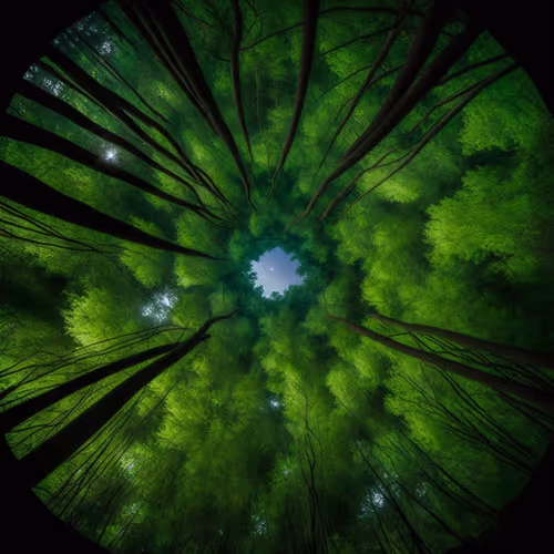 Forest Lag