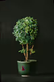 Pixel Plants