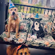 Crypto City Dogs