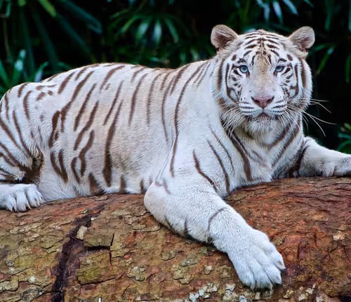 King of the animal kingdom