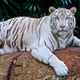 King of the animal kingdom