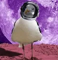 Gloria the Seagull lost in space
