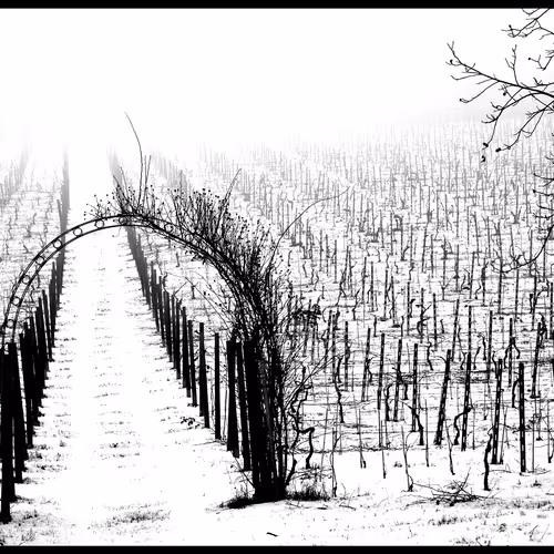 My landscapes