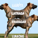 DROGS.ai