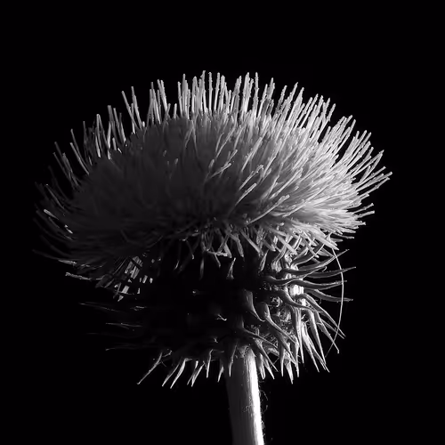 Nifty Creative BW Editions - old