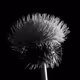 Nifty Creative BW Editions - old