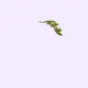 Rex