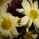 Florist Shop