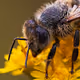 Macro - Bees - Johann Piber