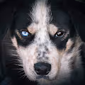 Underdogs