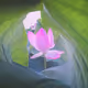 Will to Live Lotus Rebirth by Daniel Kordan