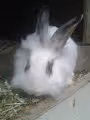 Rabbits05 - old
