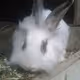 Rabbits05 - old