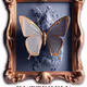 BUTTERFLY COLLECTION V2